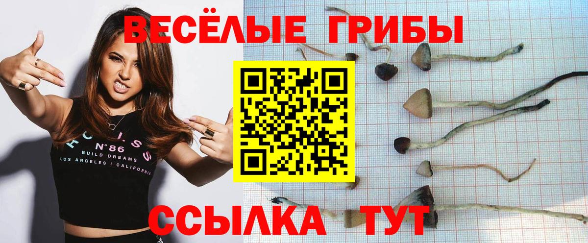 Галлюциногенные грибы Psilocybe Алапаевск